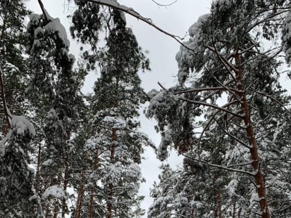 Где в лесах Орехово-Зуевского округа можно провести время с пользой для здоровья?