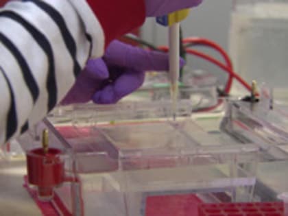 Обновление вакцины от ковида может занять 2-3 месяца, заявил Гинцбург