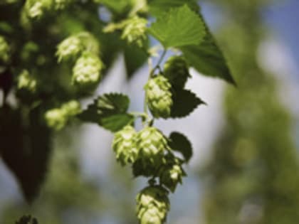 Пивовары заявили о планах избавиться от импортного хмеля