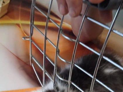 Спасение котёнка в Орехово-Зуеве