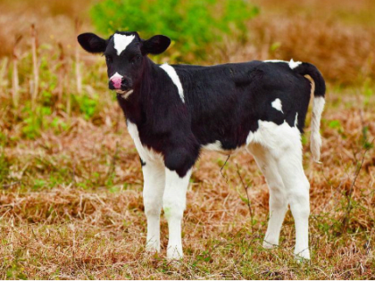 В Государственной думе увидели риски дефицита препаратов для животных