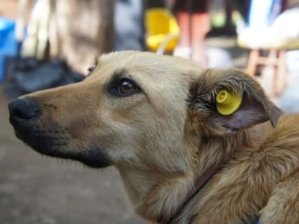 Если встретили безнадзорную собаку – куда звонить?