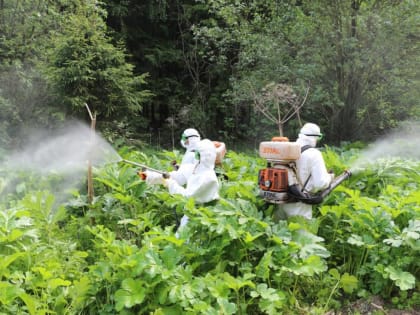 В Наро-Фоминском округе началась химобработка региональных дорог от борщевика