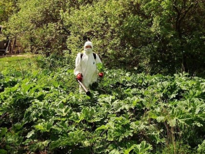 Уважаемые жители! Напоминаем, что на территории городского округа Королёв проводится обработка от борщевика Сосновского с применением гербицидов!