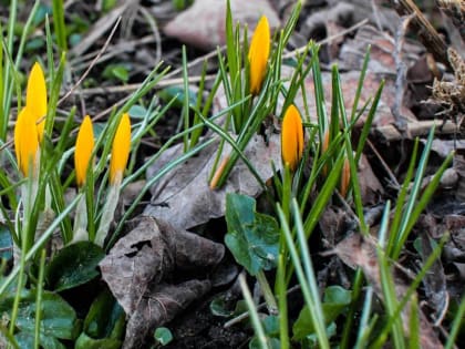 Воздух в Подмосковье прогреется до +13 градусов