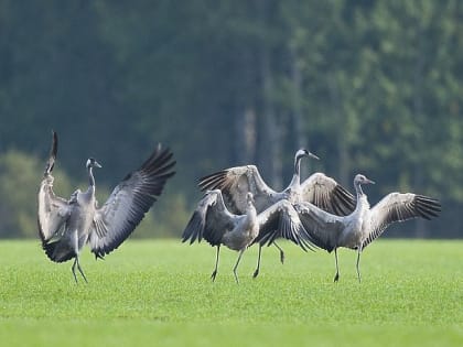 Первый в регионе природный парк появится на севере Подмосковья