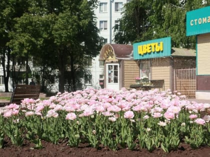 Новый сорт тюльпанов на клумбах вызвал восторг у жителей города