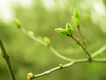 На следующей неделе в Орехово-Зуевский округ придёт метеорологическая весна