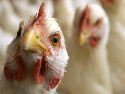 Талдомская ветеринарная станция ГБУВ МО «Терветуправление №2» информирует: