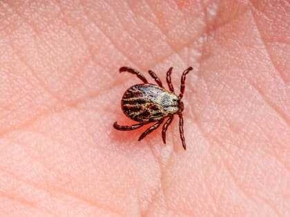 Вирусолог Жемчугов рассказал о нашествии клещей на западные районы России