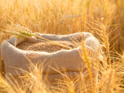 Глобальные трейдеры прекратили поставки зерна из России