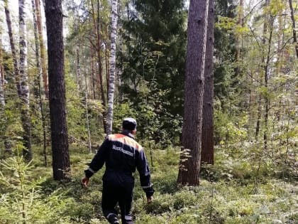 Спасение грибников в Орехово-Зуевском округе