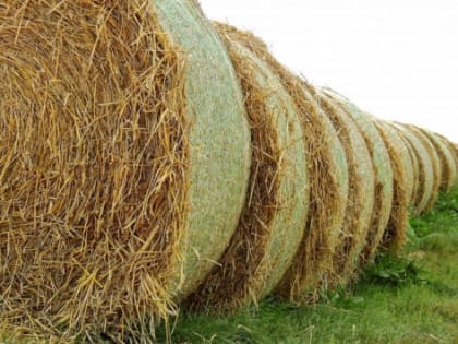 В Подмосковье сельхозпроизводители получили субсидии на 3,3 млрд рублей