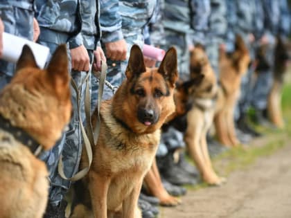 Кинологи проверят школы Долгопрудного в День знаний