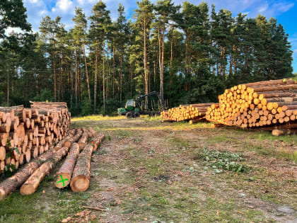 Россия потеряла 22 млрд рублей на экспорте дерева из-за санкций
