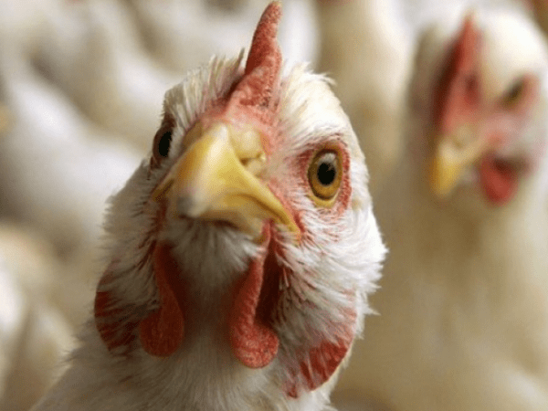 Рекомендации по содержанию домашней птицы, находящейся в ЛПХ и фермерских хозяйствах Сергиево-Посадского городского округа