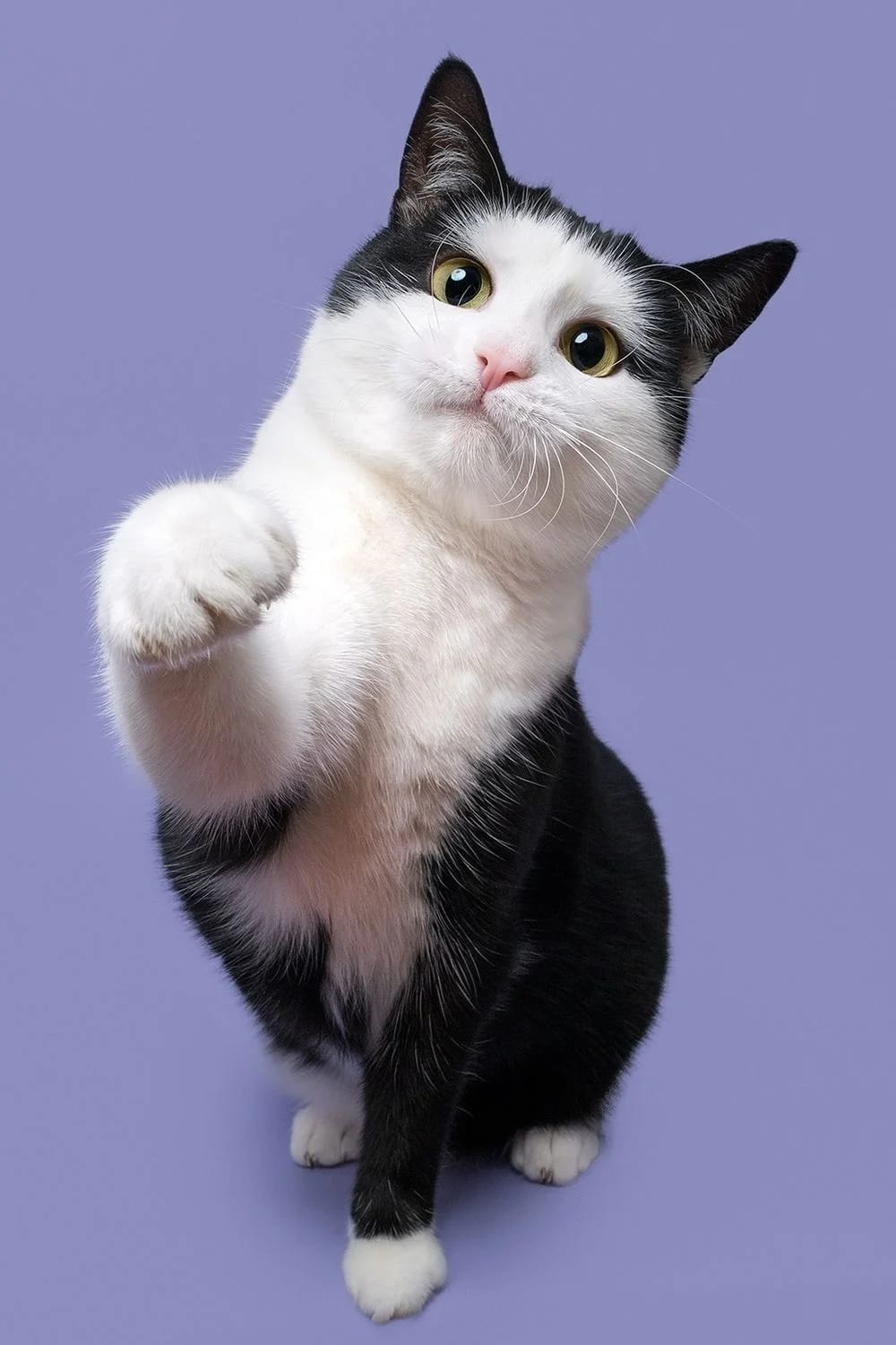 Mascota 3