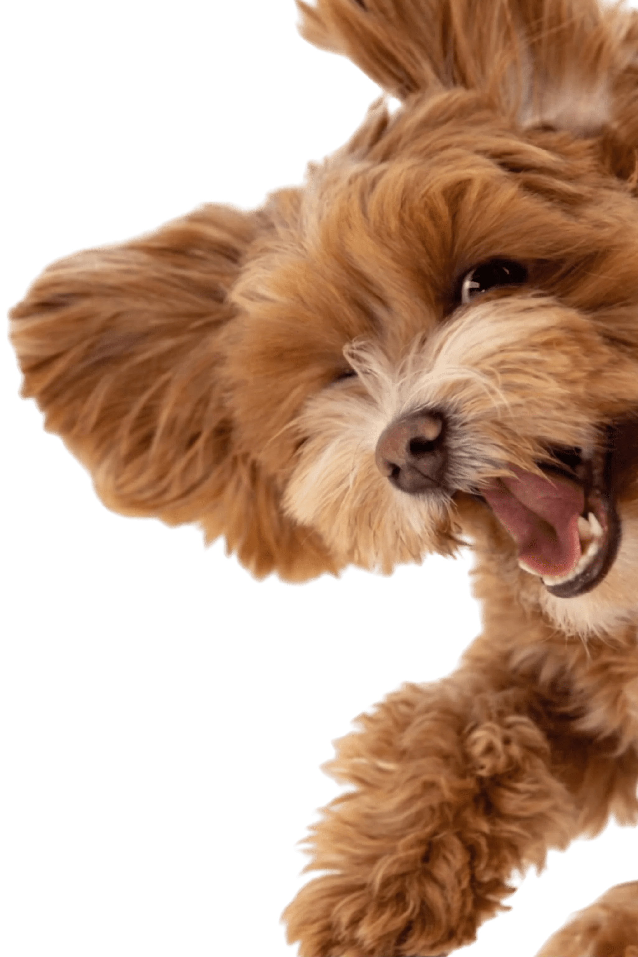 Mascota 4