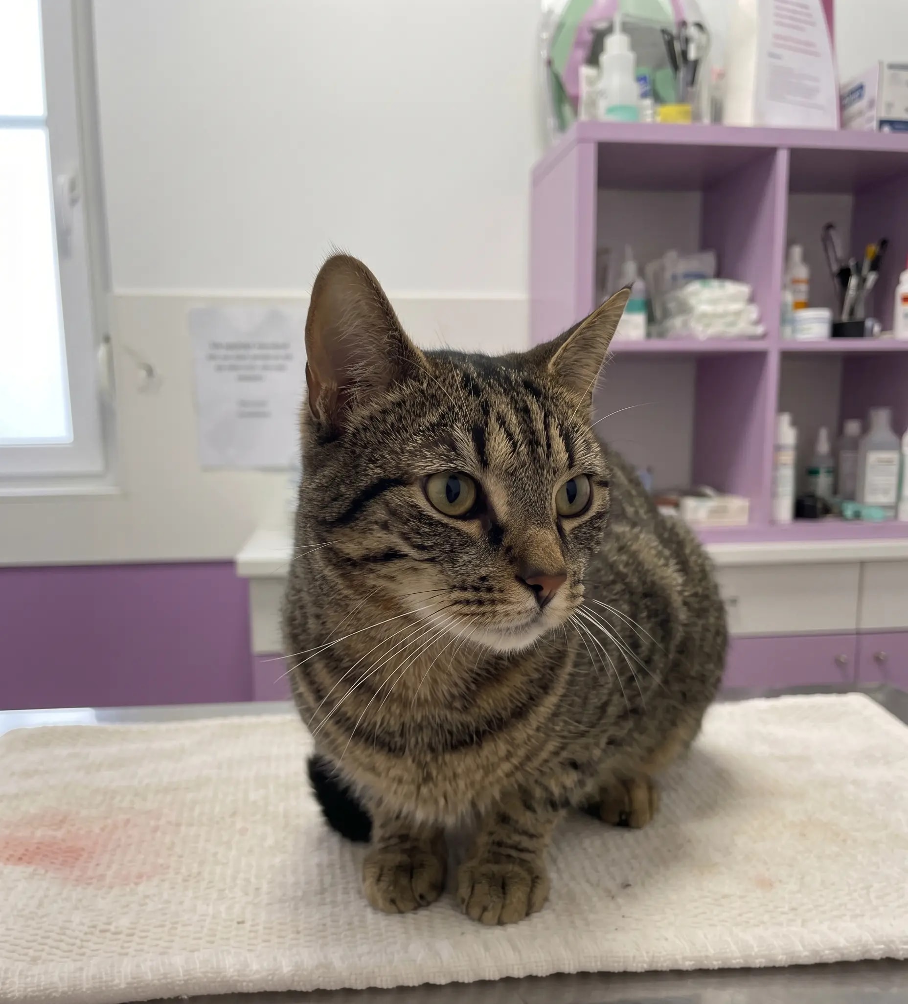 Medicina felina