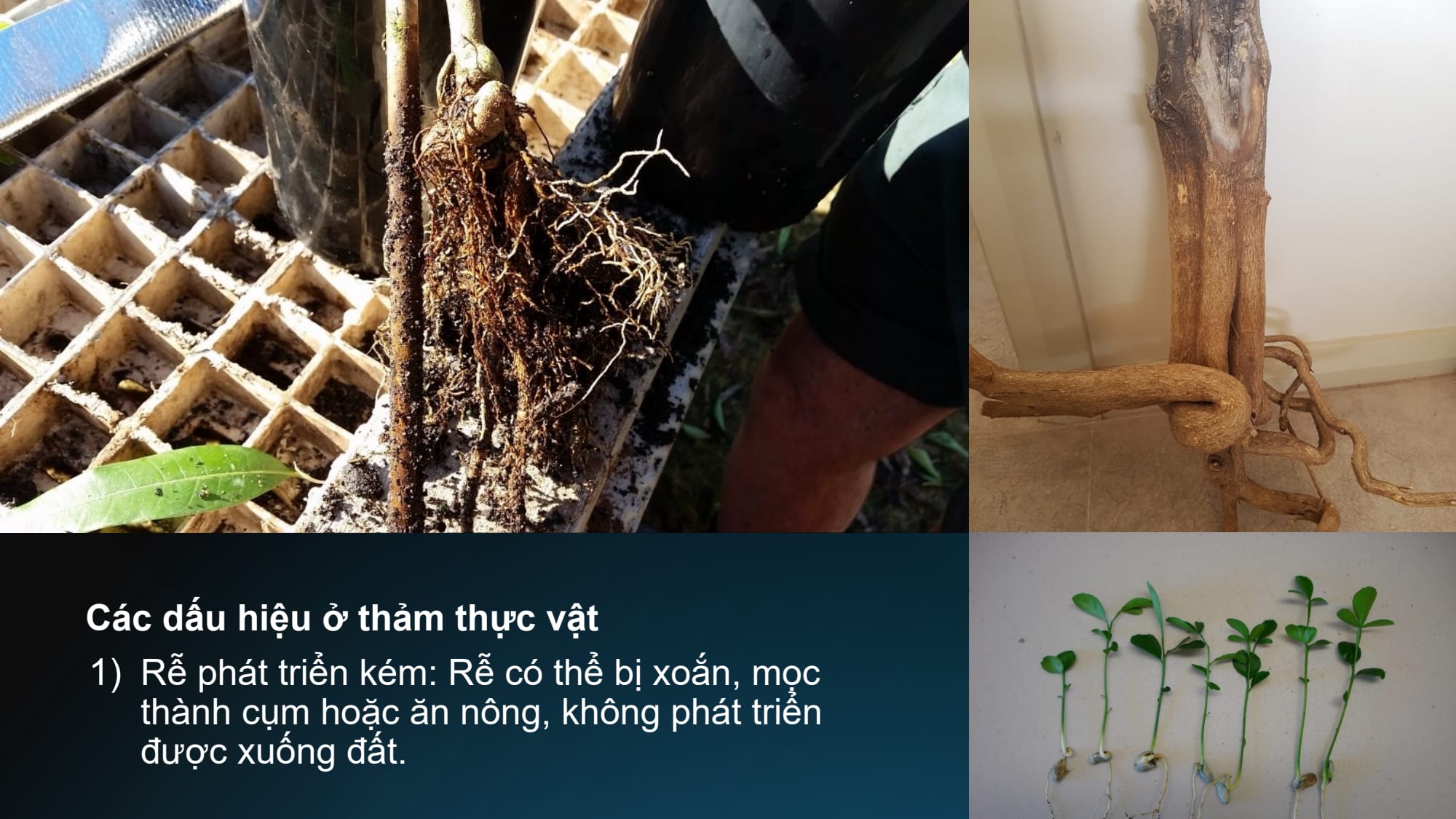 Slide 7