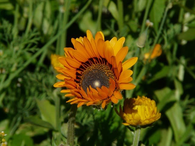 Chrysanthemum carinatum