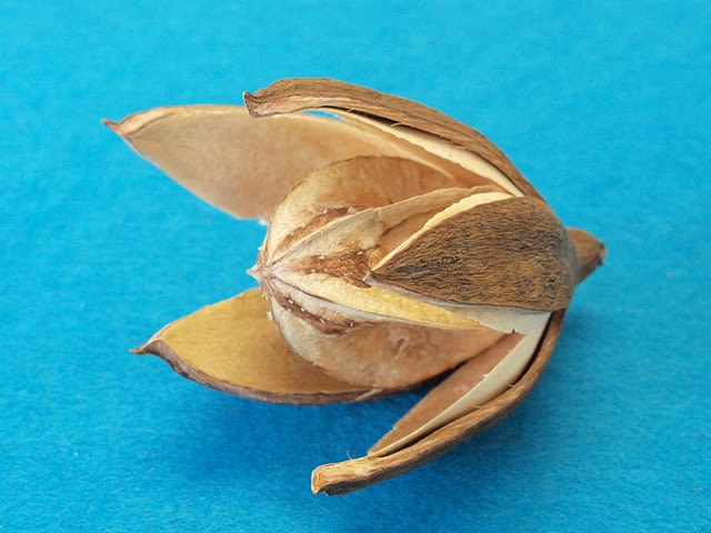 Entandrophragma cylindricum