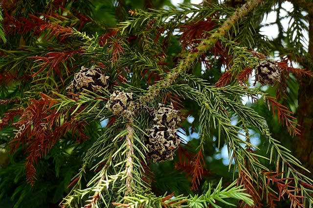 Cryptomeria japonica