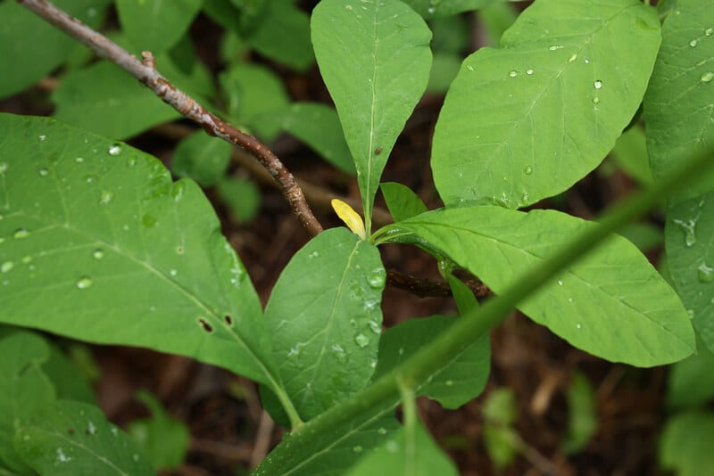 Oemleria cerasiformis