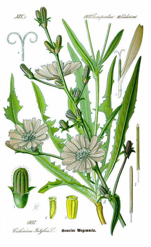 Cichorium intybus