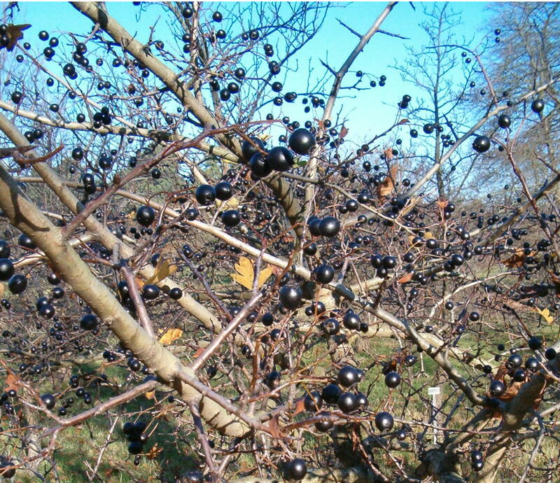 Crataegus pentagyna