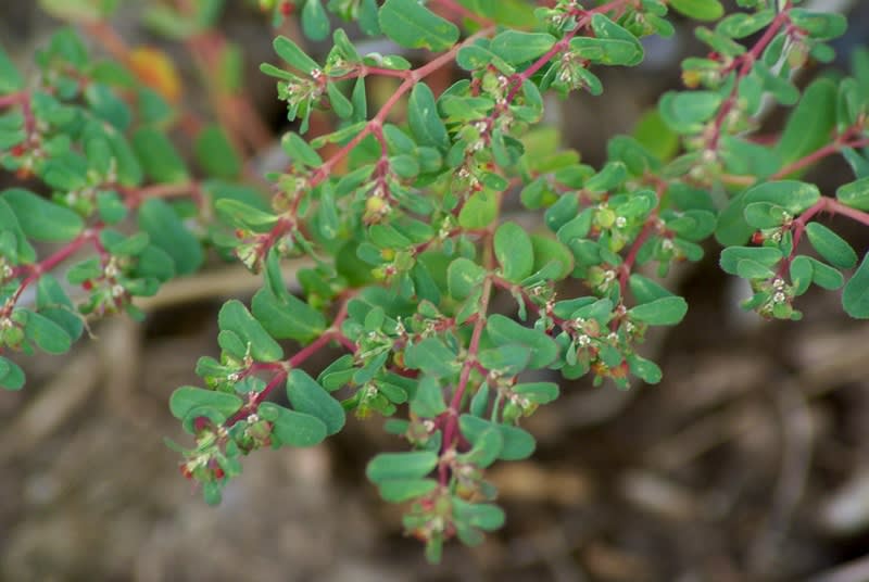 Euphorbia serpyllifolia