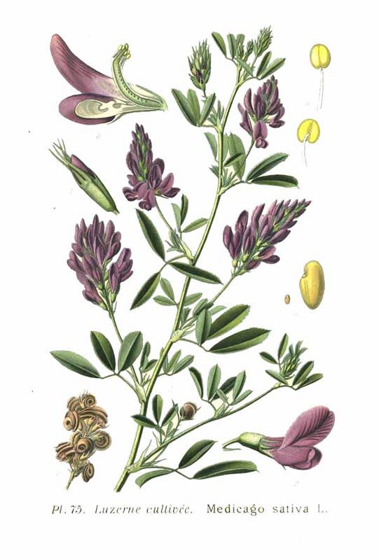 Medicago sativa