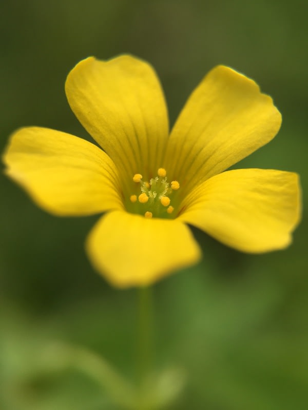 Oxalis corniculata