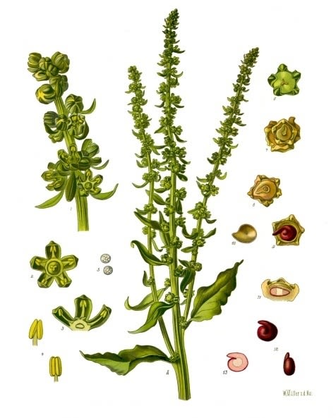 Beta vulgaris vulgaris
