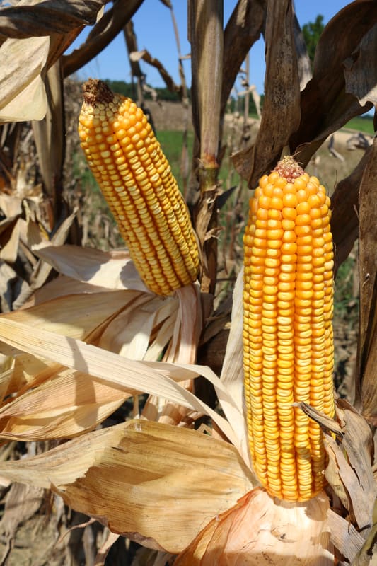 Zea mays