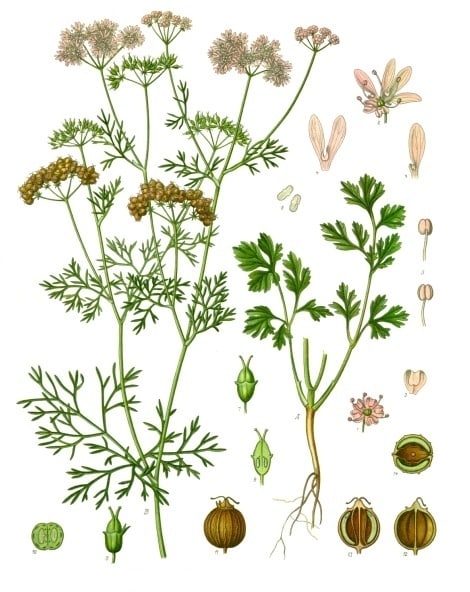 Coriandrum sativum