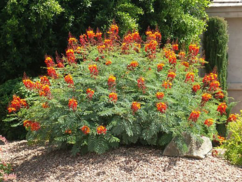 Caesalpinia pulcherrima