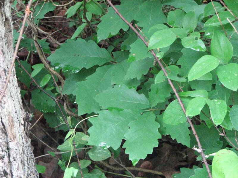 Quercus prinoides