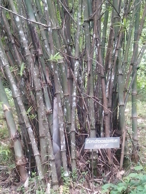 Dendrocalamus asper