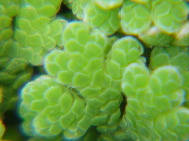Azolla filiculoides