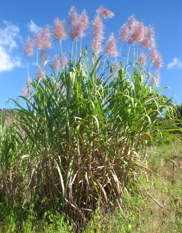 Saccharum officinarum