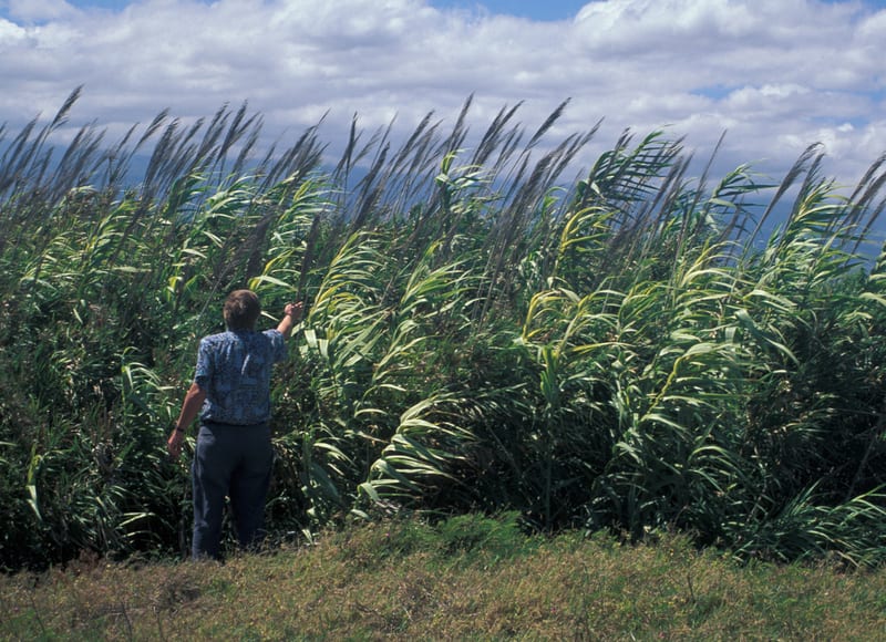 Arundo donax