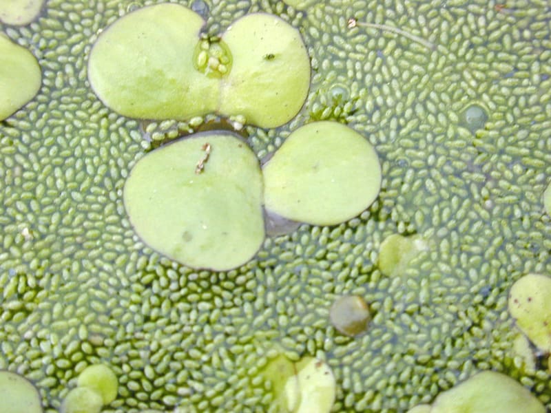 Wolffia globosa