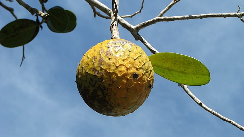 Annona salzmannii