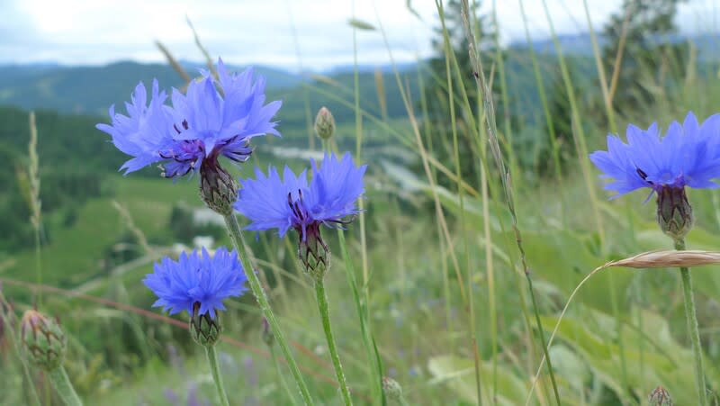 Centaurea cyanus