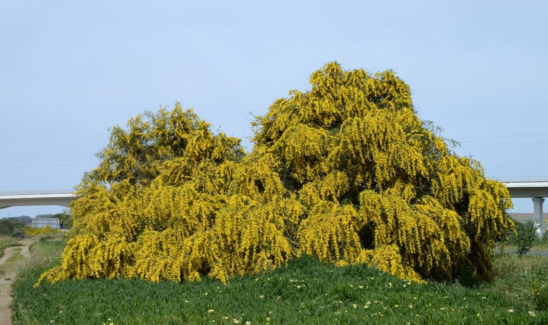 Acacia saligna