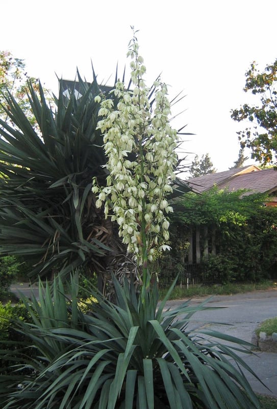 Yucca gloriosa