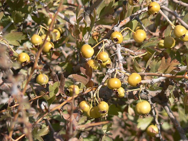 Crataegus azarolus