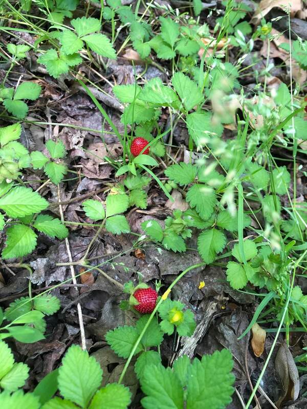 Duchesnea indica