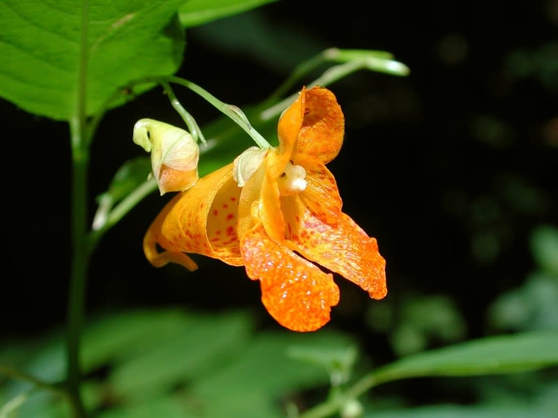 Impatiens capensis | LexiPlant